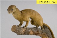 藏品(黃鼠狼)的圖片